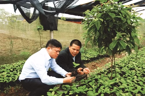 បង ត្រាំង ធ្វើមានពីដើមរុក្ខជាតិឱសថ