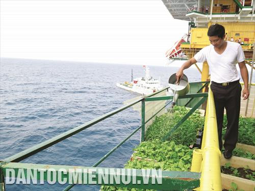 សួនបន្លែបៃតងនៅលើផ្ទះរន្ទា DK 1