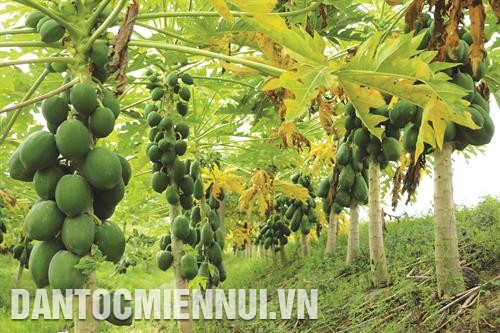 ដើមល្ហុង - ប្រភេទដំណាំផ្ដល់ប្រសិទ្ធភាពសេដ្ឋកិច្ចស្ថិរភាពនៅស្រុក កេសាច់