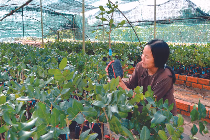 ពូជមៀន ថាញ់ញ៉ាន នៅ បាកលៀវ