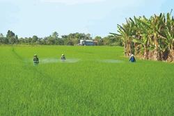 ការបាញ់ថ្នាំកម្ចាត់ស្មៅត្រូវការបាញ់អោយបានត្រូវវិធីសាស្រ្តនិងត្រូវប្រភេទថ្នាំ