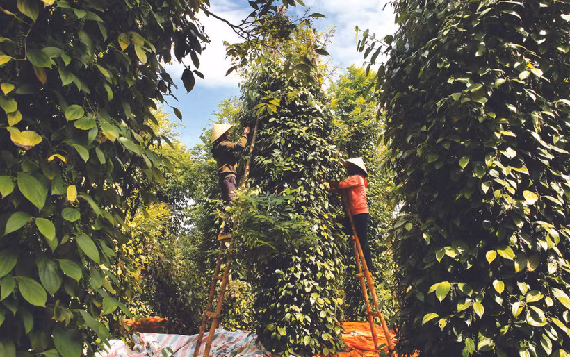 ពិនិត្យមើលចម្ការម្រេចជាប្រចាំដើម្បីរកឃើញជំងឺចំផ្លាញដំណាំម្រេចដោយទាន់ពេលវេលា