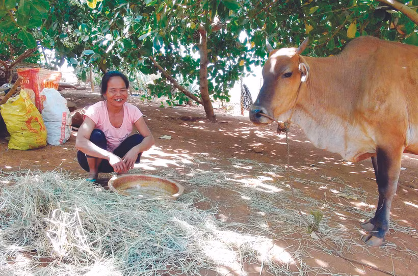 បងប្អូនជនជាតិនៅតំបន់តាំងទីលំនៅលេខ ១១៩ ថែមទាំងបានផ្ដល់ដីបង្កបង្កើនផល ឧបត្ថម្ភគោបន្តពូជ កូនឈើពូជ ជីបំប៉ន់និងមធ្យោបាយសម្រាប់ការបង្កបង្កើនផលទៀតផង