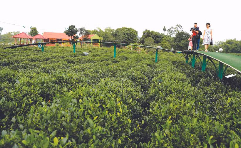 ភ្ញៀវទេសចរអញ្ជើញមកកាន់ ឃុំ តឹនកឿង អាចដើរកម្សាន្តតាមស្ពានទាំងឡាយដែលតភ្ជាប់ចម្ការតែខៀវស្រងាត់ផ្សេងៗ ពាក់មួក ស្ពាយកាផាអញ្ជើញទៅបេះតែជាមួយបងប្អូនជនជាតិ។ រូបថត៖ ថាញ់ទុង