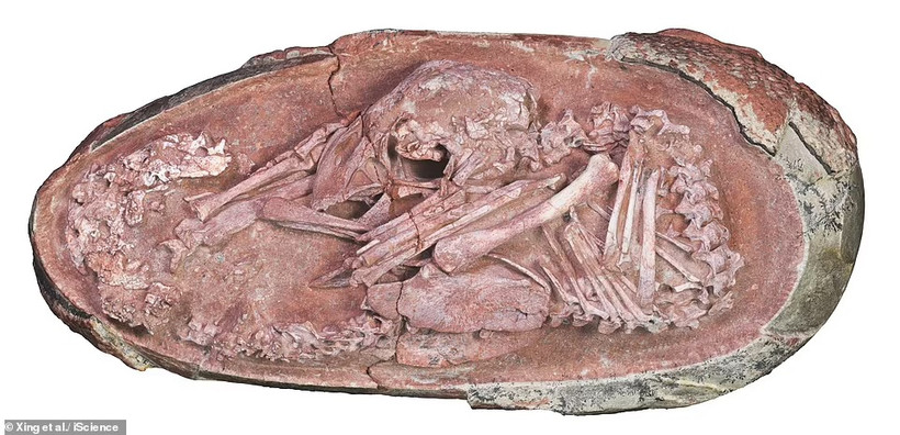អំប្រ៊ីយ៉ុងដាយណូស័រ Oviraptorosaurs ត្រូវបានរកឃើញនៅក្នុងផ្ទាំងថ្ម ហេគូ នៅសួនឧស្សាហកម្មសាហឺក្នុងទីក្រុង កាងចូវ ខេត្ត ជាំងស៊ូ