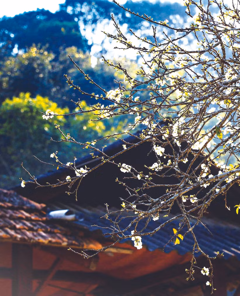 និទាឃរដូវនៅជ្រលងភ្នំ ភៀងបាន ឃុំ ណាតូវ ទីក្រុង ដៀនបៀនភូ (ខេត្ត ដៀនបៀន)