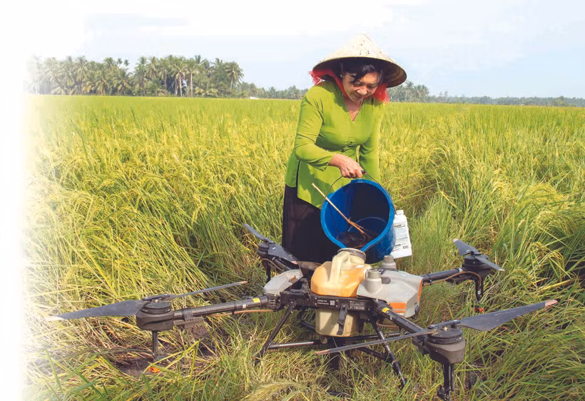 សមាជិកសហករណ៍ តឹនដាត ឃុំ ទ្រុងង៉ាយ ស្រុក វុងលៀម (ខេត្ត វិញឡុង) ប្រើដ្រូនសម្រាប់បម្រើការងារផលិតស្រូវសរីរាង្គ
