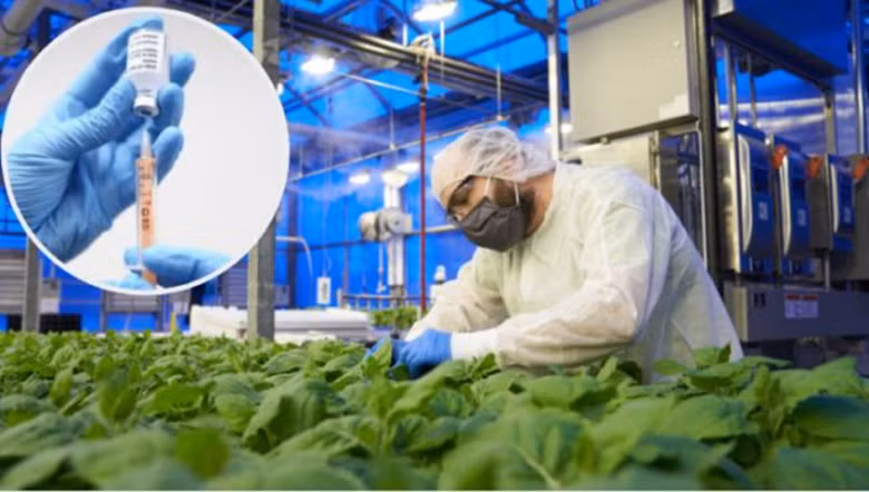 ប្រទេស កាណាដា ជាប្រទេសដំបូងគេអនុញ្ញាតឱ្យប្រើប្រាស់វ៉ាក់សាំងការពារកូវីដ-១៩ ដែលផលិតឡើងពីរុក្ខជាតិ