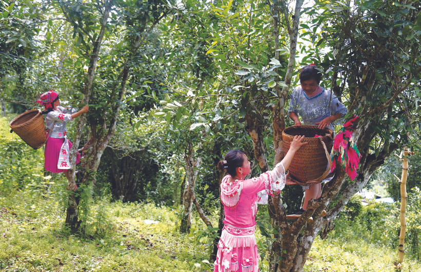 ប្រជាជនឃុំ ហុងថាយ ស្រុក ណាហាង (ខេត្ត ទ្វៀនក្វាង) បេះប្រមូលផលតែ សានទ្វៀត