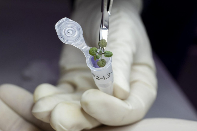 រុក្ខជាតិ Arabidopsis អាចដាំដុះលើដីព្រះចន្ទបាន