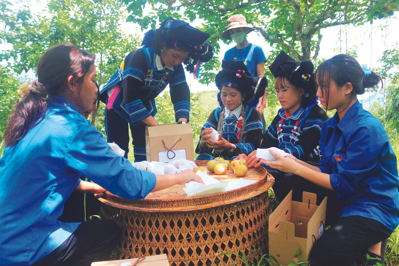 សារី តៃនុង មានគំរូផ្លែស្អាត សម្បកស្តើង ហូបស្រួយ រសជាតិឆ្ងាញ់ ផ្អែមស្រទន់ត្រជាក់ ពេលពុះតិចមានស្នាមជាំ