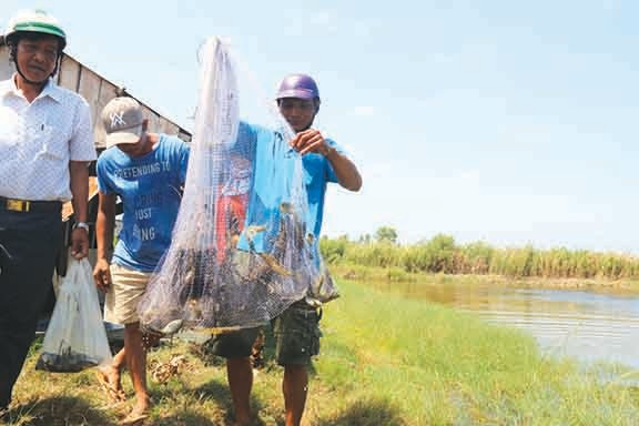 សិករឃុំ ដុងហ្វា ស្រុក អានមិញ ប្រមូលផលបង្គាខ្លាចិញ្ចឹម ក្នុងស្រែ t2.jpg