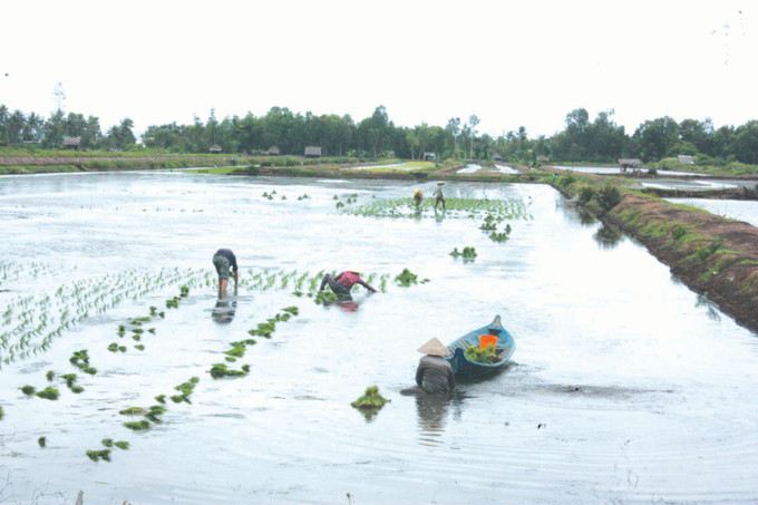 បន្ទាប់ពីប្រមូលផលបង្កង កសិករនៅស្រុក អានមិញ បានស្ទូង ស្រូវឡើងវិញ t6.jpg