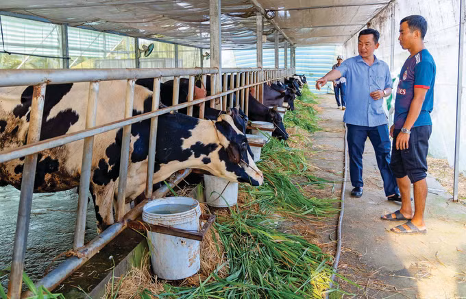 17-nuoi-bo-sua-soc-trang-an-hieu.jpg