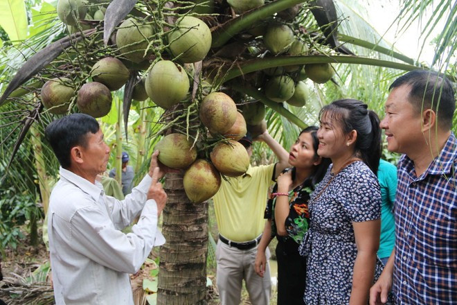 ម្ចាស់ចម្ការ កាវ វ៉ាន់លុង (ឆ្វេង) ឃុំ ហ្វាតឹន ស្រុក កូវកែ ឧទេ្ទសនាមដូងខ្ទិះជាមួយភ្ញៀវទេសចរ។ រូបថត៖ ថាញ់ហ្វា dua-sap2-42.jpg