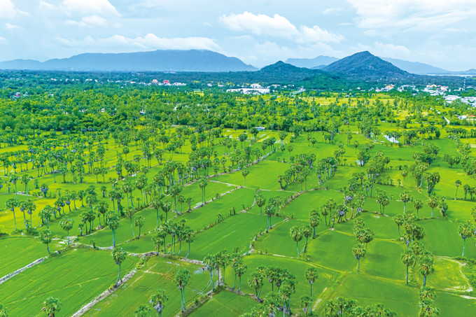 ដោយមានដើមត្នោតដុះរាយប៉ាយជាង ៦០០០០ ដើមនៅសង្កាត់ ទិញបៀន និងឃុំ ទ្រីតូន ảnh 1 ដោយមានដើមត្នោតដុះរាយប៉ាយជាង ៦០០០០ ដើមនៅសង្កាត់ ទិញបៀន និងឃុំ ទ្រីតូន ảnh 1