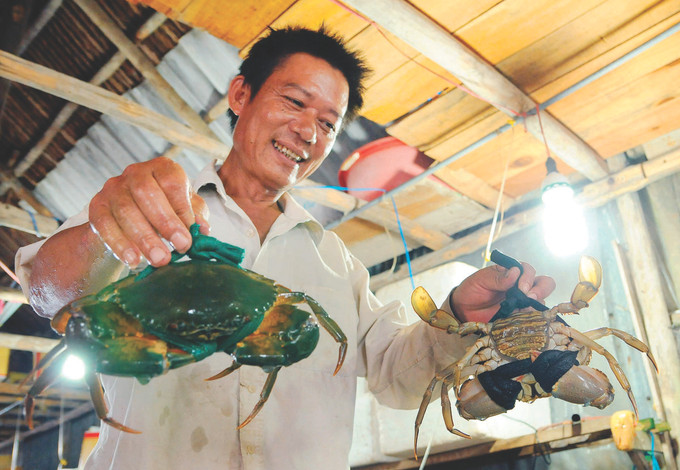 ក្តាមថ្ម ង៉ុកហៀន និយាយដោយឡែក ក្តាមថ្ម កាម៉ៅ និយាយរួម ត្រូវបានវាយតម្លៃថាជាប្រភេទក្តាមឆ្ងាញ់បំផុតនៅក្នុងប្រទេសទាំងមូលដោយសារសាច់ក្តាមឈ្ងុយឆ្ងាញ់ ពងដ៏ម្លាន់ ក្លាយជាមុខអាហារពិសេសប្រចាំតំបន់ត្រូវបានភ្ញៀវទេសចរនិយមចូលចិត្ត Ngoc Hien phat trien kinh te xanh 8.jpg