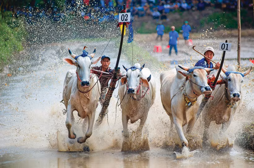ពិធីបុណ្យប្រណាំងគោវត្ត រោទិ៍ លក្ខណៈវប្បធម៌ដ៏វិសេសវិសាលរបស់បងប្អូនជនជាតិ ខ្មែរ តំបន់ បៃនូយ