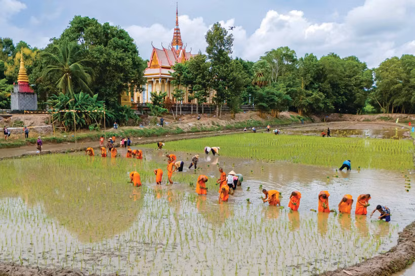 រូបភាពព្រះសង្ឃ មាមីងបងប្អូនពុទ្ធបរិស័ទ ខ្មែរ ព្យាយាមខ្នះខ្នែងស្ទូងសំណាបនៅអំពកស្រែជាង ២.០០០ ម៉ែត្រការ៉េនៅខាងក្រោយបរិវេណវត្តគីរីគុជ្ជរោទិ៍ឥសីសិទ្ធី (រោទិ៍) បានបង្កើតផ្ទាំងគំនូរជនបទមួយផ្ទាំងដ៏សុខក្សេមក្សាន្តនិងពោរពេញដោយកម្លាំងរស់រាន