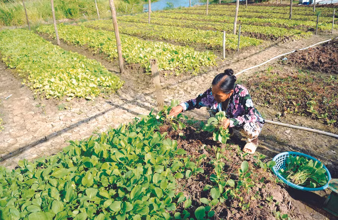 ដាំបន្លែបង្ការទម្រង់រូបភាពតូច ផ្តល់ប្រសិទ្ធភាពធំនៅស្រុក ភូតឹន ảnh 1