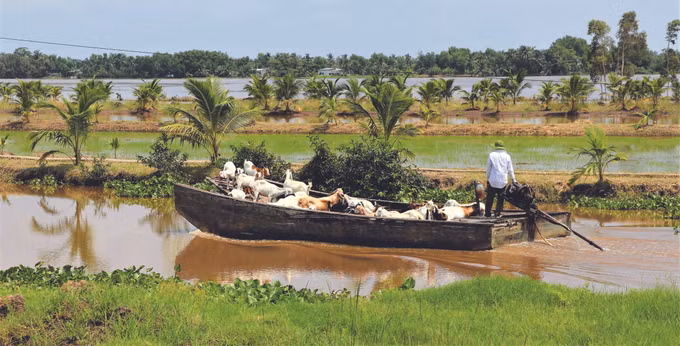 ការកសាងជនបទថ្មីនៅឃុំទាំងឡាយតាមតំបន់ទីជម្រាលមាត់សមុទ្រនៅខេត្ត កាម៉ៅ ảnh 1