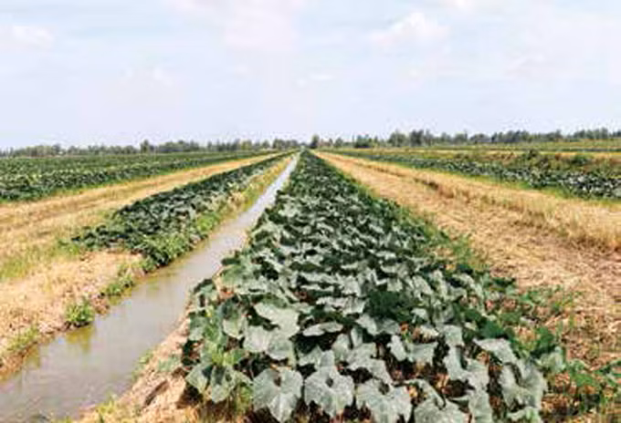 ការកសាងជនបទថ្មីនៅឃុំទាំងឡាយតាមតំបន់ទីជម្រាលមាត់សមុទ្រនៅខេត្ត កាម៉ៅ ảnh 7
