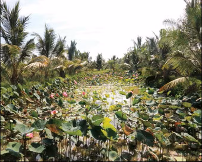 នារី ខ្មែរ ជម្រុលទឹកចិត្តធុរកិច្ចបង្កើតថ្មី ảnh 3
