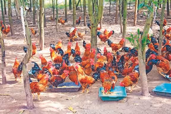 ខេត្ត ហ្វាប៊ិញ អភិវឌ្ឍសេដ្ឋកិច្ចពីការចិញ្ចឹមមាន់ស្រែព្រលែងចម្ការកូនភ្នំ ảnh 1