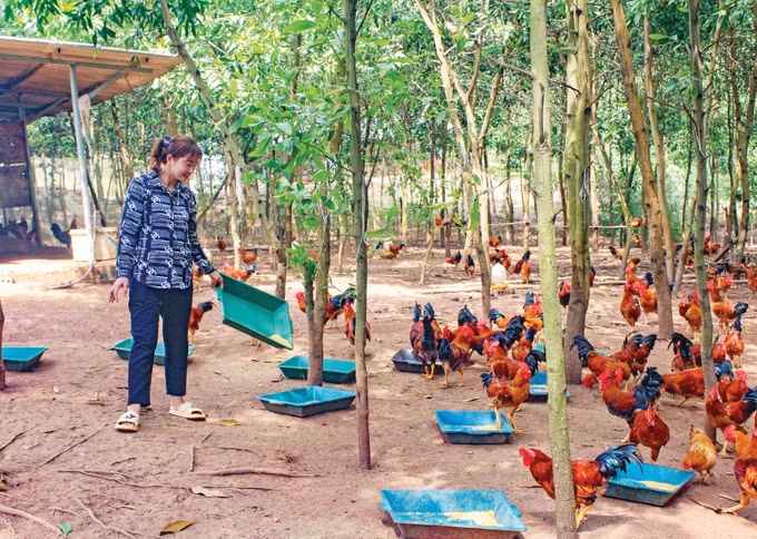 ខេត្ត ហ្វាប៊ិញ អភិវឌ្ឍសេដ្ឋកិច្ចពីការចិញ្ចឹមមាន់ស្រែព្រលែងចម្ការកូនភ្នំ ảnh 2