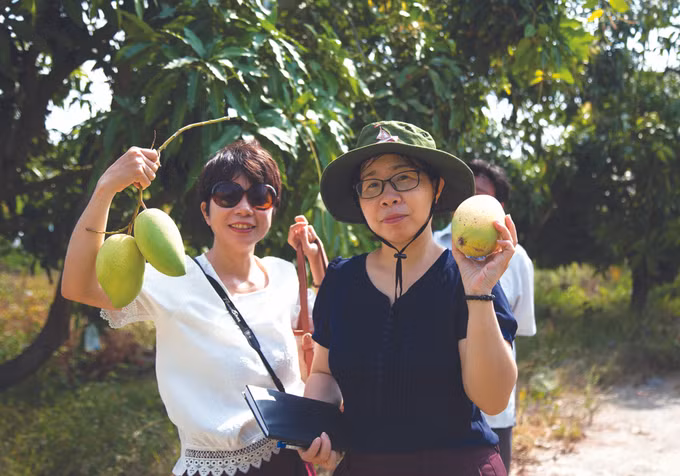 ស្វាយ កាតហ្វាឡុក ảnh 3