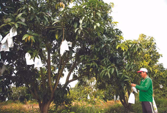 ស្វាយ កាតហ្វាឡុក ảnh 1