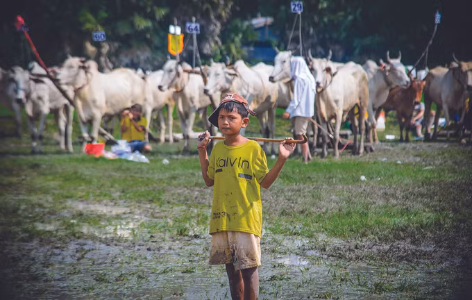 ពិធីប្រណាំងគោនៅតំបន់ បៃនូយ ảnh 3