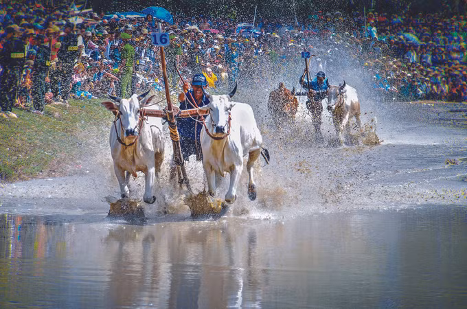 ពិធីប្រណាំងគោនៅតំបន់ បៃនូយ ảnh 1