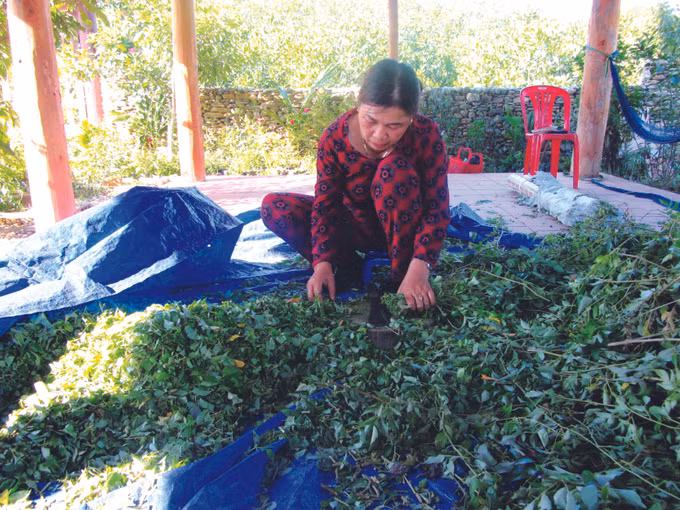 តែវល្លិ៍ រ៉ាហ្សែហ៍ ảnh 2