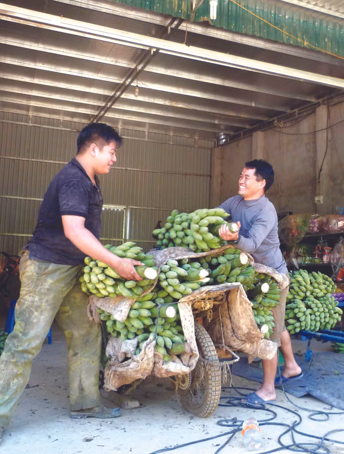 ដាំចេក-ស ផ្តល់ប្រសិទ្ធភាពសេដ្ឋកិច្ចខ្ពស់ ảnh 2