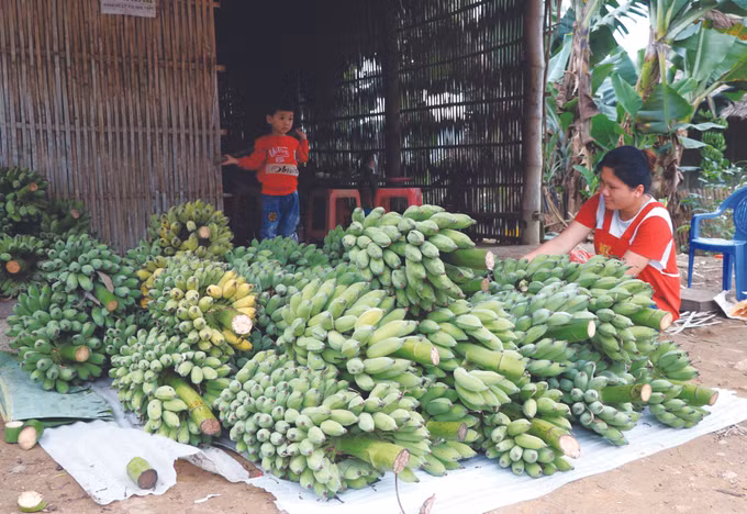 ដាំចេក-ស ផ្តល់ប្រសិទ្ធភាពសេដ្ឋកិច្ចខ្ពស់ ảnh 1