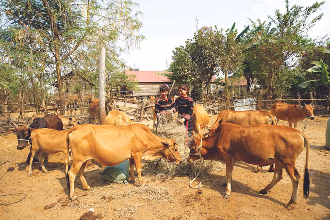 ជួយឧបត្ថម្ភផ្ទះលំនៅ ដីលំនៅឋាន ដីបង្កបង្កើនផលជូនបងប្អូនជនជាតិ - សម្លឹងមើលពីខេត្ត យ៉ាឡាយ ảnh 10