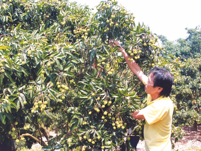 គូលែន លុកង៉ាន ảnh 3