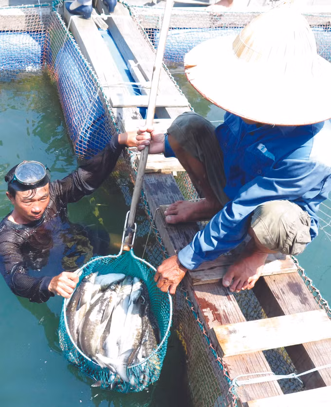 កោះ លីសឺន ដ៏សម្បូរស្តុកស្តម្ភ ảnh 3