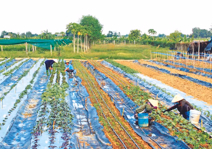 ស្លាកស្នាមអនុស្សាវរីយ៍ពីវិស័យសេដ្ឋកិច្ចសមូហភាពនៅខេត្ត និញធន់ ảnh 1