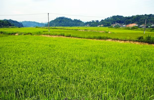 ការផ្លាស់ប្តូរថ្មីនៅដែនដីមូលដ្ឋានបដិវត្តន៍ មឿងផាំង ảnh 2