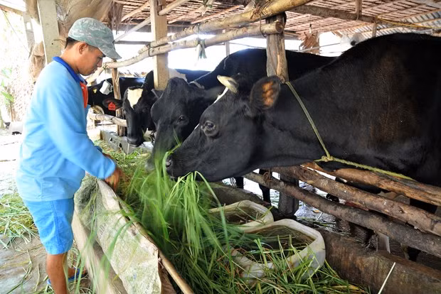 ​ចំណុចភ្លឺពីគម្រោងចិញ្ចឹមគោនៅខេត្ត សុកត្រាំង ảnh 2
