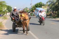 នៅកណ្តាលលំហូរប្រញាប់ប្រញាល់នៃចង្វាក់ជីវិតសម័យទំនើប យានយន្តច្រើន ប៉ុន្តែរទេះសេះនៅតំបន់ បៃនូយ (ភ្នំប្រាំពីរ) នៅតែមាន "ទឹកដី" ដោយឡែករបស់ខ្លួន ជាពិសេសគឺនៅតាមភូមិ ស្រុកឆ្ងាយ ផ្លូវតូចចង្អៀត រថយន្តដឹកទំនិញមិនអាចចូលបាន។