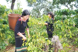 គ្រួសារបងប្រុស ដៀវមិញ ដាំឆ្លាស់បន្លែខ្លូតព្រៃចំនួន ០,៣ ហិកតាក្នុងចម្ការកាហ្វេហើយបានអំណោយផល។ បច្ចុប្បន្ននេះ គ្រួសារកំពុងបន្តដាំឆ្លាស់បន្លែខ្លូតព្រៃចំនួន ១,៥ ហិកតាក្នុងចម្ការកៅស៊ូ។