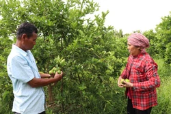 គ្រួសារអ្នកស្រី ថាច់ ធីធុំ ភូមិ ដាយតែន សមាជិកសមាគមមុខរបរគំរូដាំក្រូចឆ្មាគ្មានគ្រាប់ឃុំ សុងឡុក ប្រមូលផលក្រូចឆ្មា។