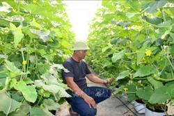 លោក ទ្រឿង ភៃបាំង រស់នៅភូមិ ហាមកឹន ១ ឃុំ ហាមថាញ់ (ខេត្ត ឡឹមដុង) គឺជាមនុស្សម្នាក់ក្នុងចំណោមមនុស្សដំបូងគេយកត្រសក់ផ្អែមមកកាន់ឃុំ។ រូបថត៖ ហុងហៀវ - ទីភ្នាក់ងារព័ត៌មានវៀតណាម