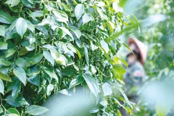 កសិករខេត្ត យ៉ាឡាយ ប្រមូលផលម្រេច។