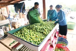 ការបែងចែកប្រភេទ វេចខ្ចប់ផ្លែព្រូនមុនពេលយកទៅលក់ចេញនៅនឹងគ្រួសារអ្នកស្រី តុង ធីថាញ់ នៅភូមិ ហ៊ូន ឃុំ ចៀង ក ទីក្រុង សឺនឡា (ខេត្ត សឺនឡា)