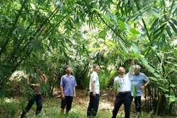 ផ្ទៃក្រឡាព្រៃឫស្សី (Bambusa longissima sp. Nov) ឫស្សីថ្ងត្រូវបានប្រជាជនដាំដុះប្រពលវប្បកម្ម។