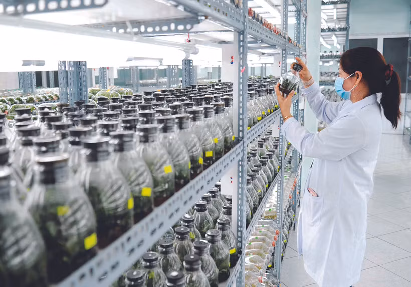 មណ្ឌលចិញ្ចឹមបណ្តុះជាលិកាបណ្តាផលិតផលផ្កានៅមណ្ឌលកសិកម្មបច្ចេកវិទ្យាខ្ពស់ទីក្រុង ហូ ជីមិញ